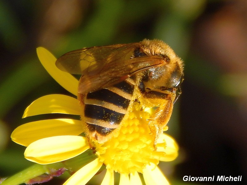 Halictus scabiosae (Apidae Halictinae)